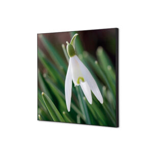 TFR22W400-SET-I24_1.jpg Spannstoff Wanddekoration SET 40 x 40 Weiße Blume Schneeglöckchen