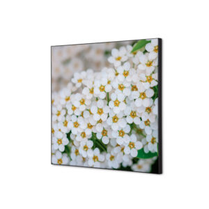 TFR22W400-SET-I3_1.jpg Spannstoff Wanddekoration SET 40 x 40 Weiße Blume Spirea